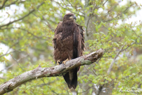 Immature Bald Eagle surveying the scene