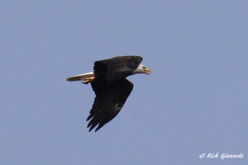 Bald Eagle on the wing