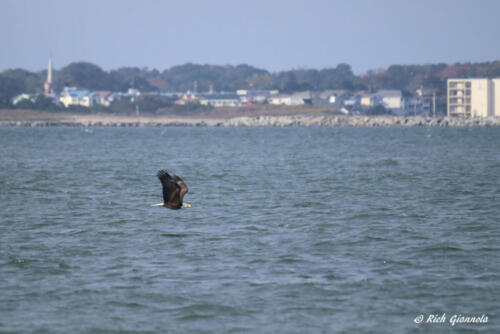 A Bald Eagle flying near Lewes