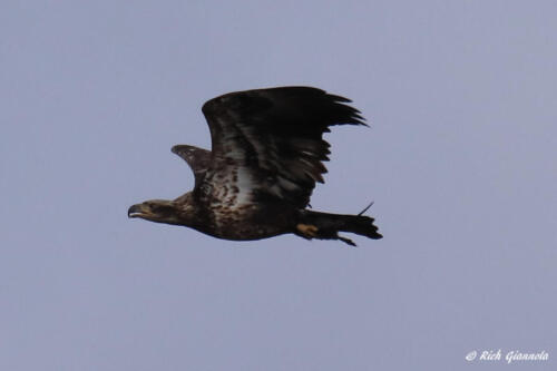 An immature Bald Eagle