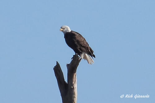 A perching Bald Eagle