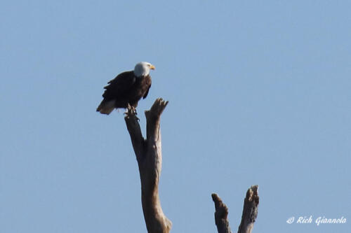 Bald Eagle on a distant perch