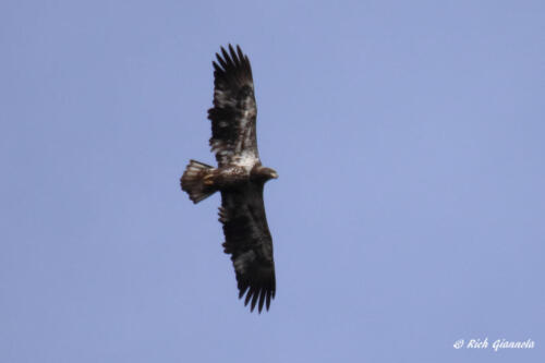 An immature Bald Eagle