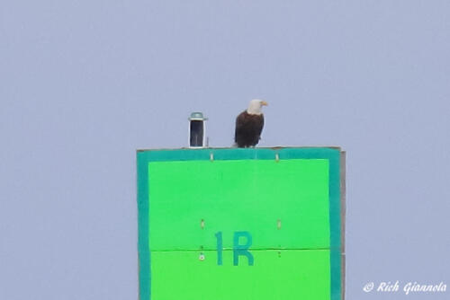 Bald Eagle on a navigation sign