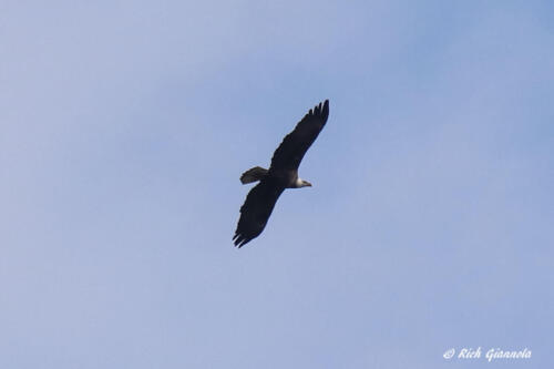 Bald Eagle soaring