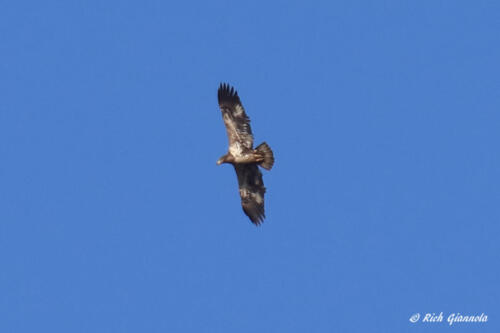 Immature Bald Eagle soaring