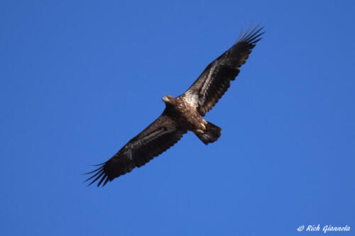 Immature Bald Eagle