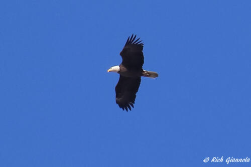 Bald Eagle