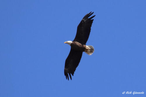 Bald Eagle