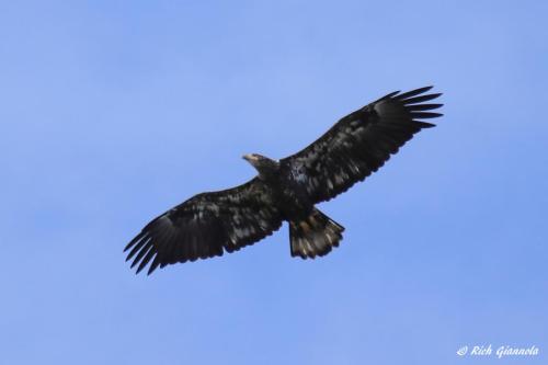 Immature Bald Eagle