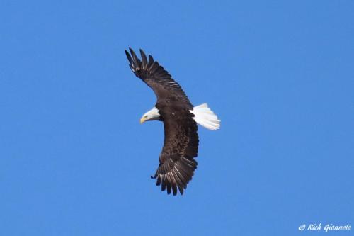 Bald Eagle