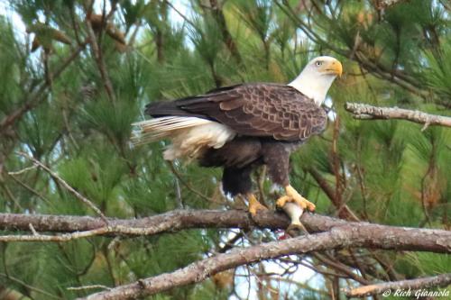 Bald Eagle