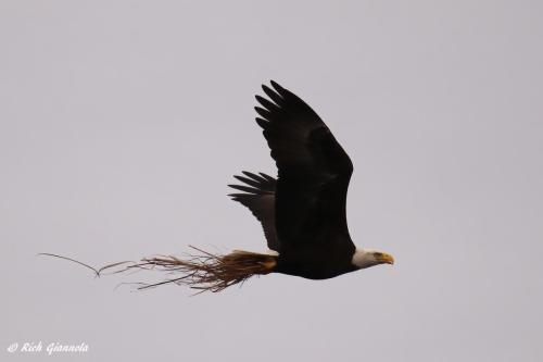 Bald Eagle