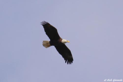 Bald Eagle