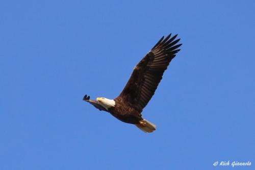 Bald Eagle