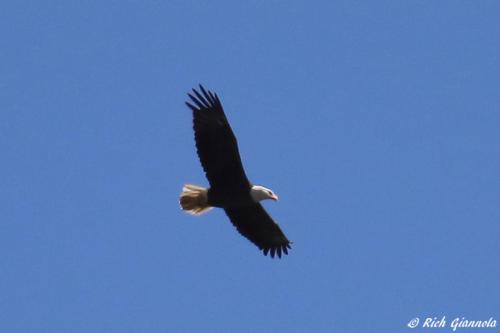 Bald Eagle