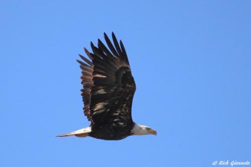 Bald Eagle