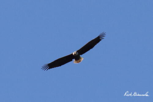 Bald Eagle soaring