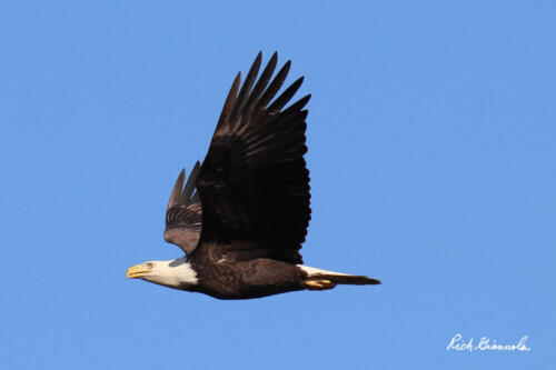 Bald Eagle on a mission