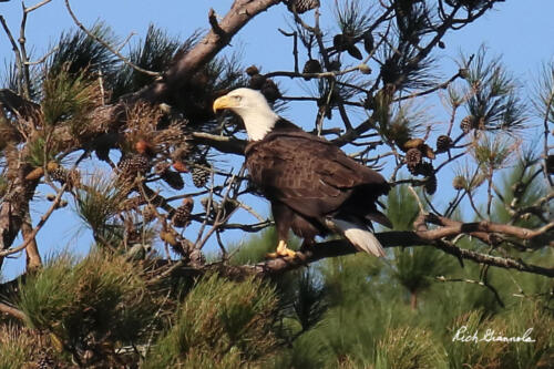 Bald Eagle surveying the scene from a pine tree