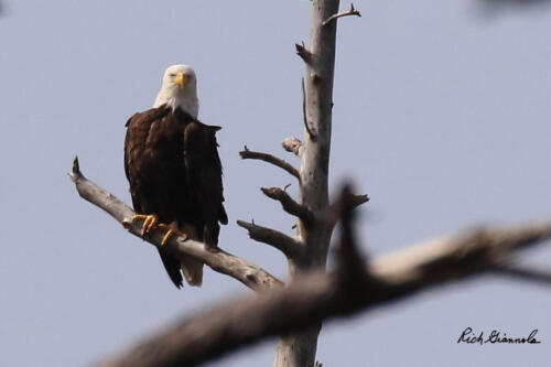 Bald Eagle surveying the scene