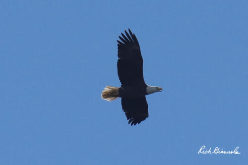 Bald Eagle soaring