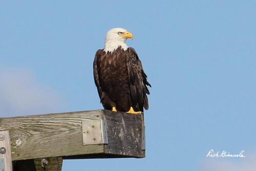 Bald Eagle surveying the scene