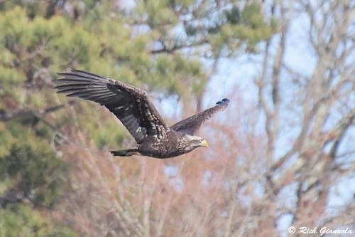 Bald Eagle