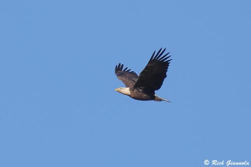 Bald Eagle