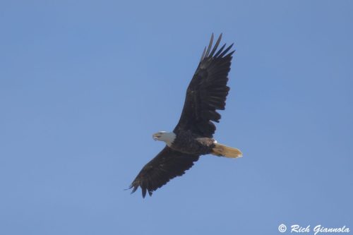 Bald Eagle