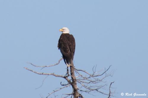 Bald Eagle