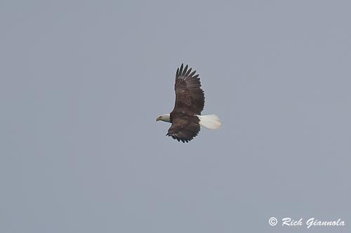 Bald Eagle