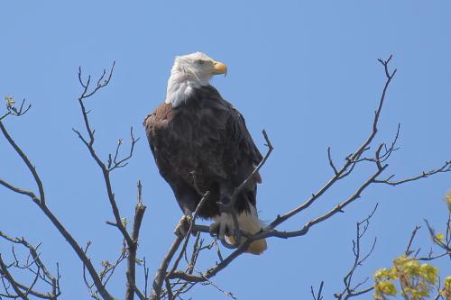 Bald Eagle