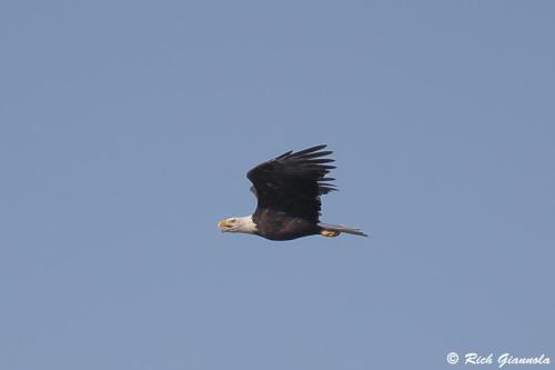 Bald Eagle