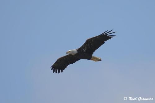 Bald Eagle