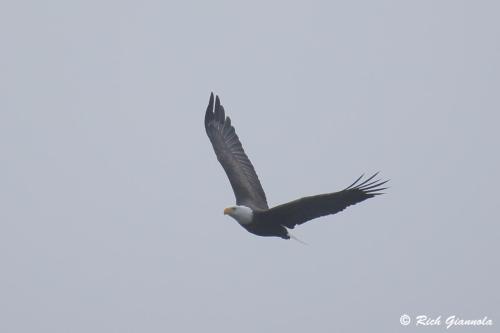 Bald Eagle