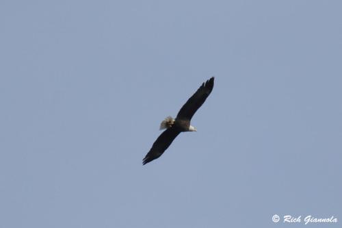 Bald Eagle