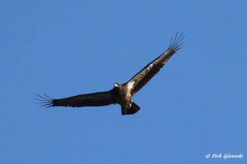 Immature Bald Eagle gliding