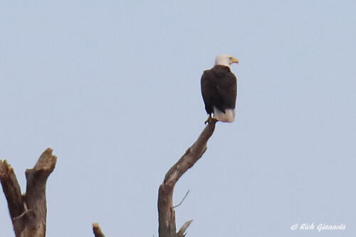 Bald Eagle surveying the scene