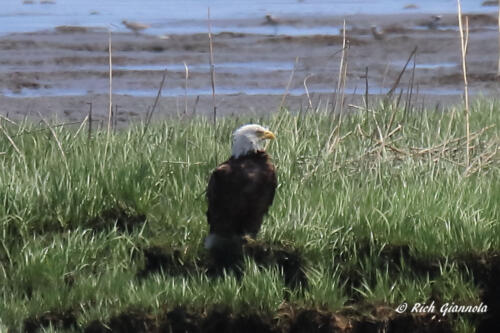 A Bald Eagle on a grass island