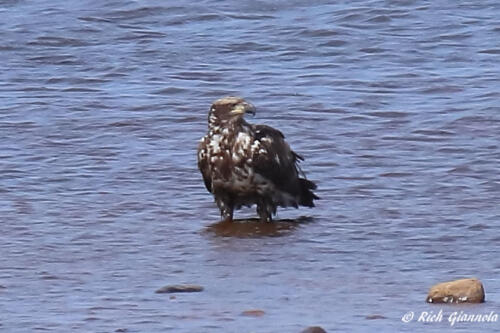 An immature Bald Eagle