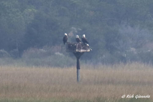 Three adult Bald Eagles