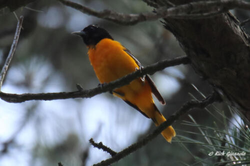 A male Baltimore Oriole