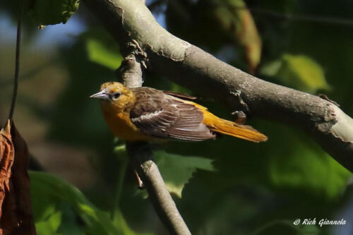 A female Baltimore Oriole