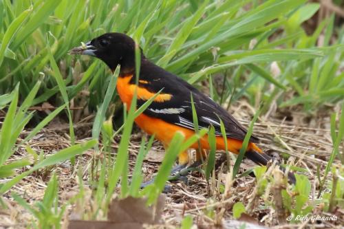 Baltimore Oriole