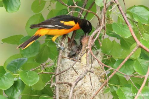 Baltimore Oriole feeding little ones