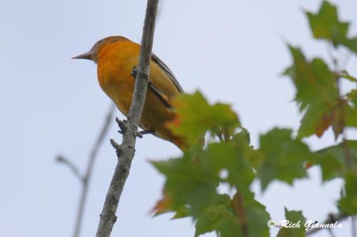 Baltimore Oriole