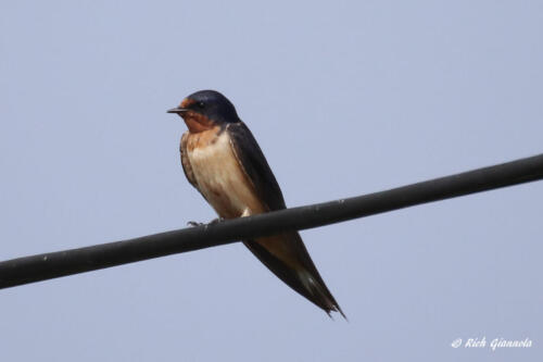 Barn Swallow on the Lookout