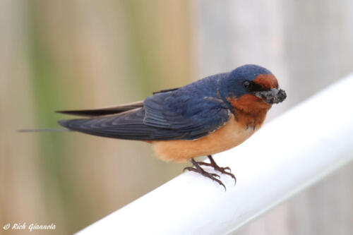 Barn Swallow