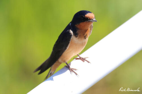 Barn Swallow resting on a fence